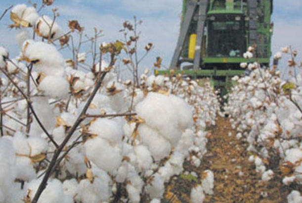 Azərbaycanda pambıq mahlıcı istehsalı 13 %-dən çox artıb
