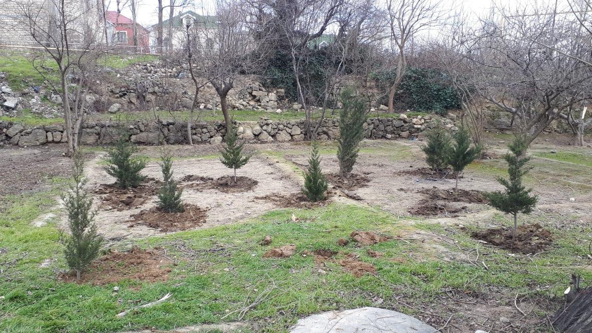 Yeni Günəşlidə ağac kəsimi faktı aşkarlanıb