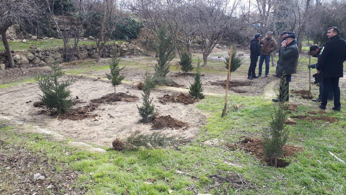 Yeni Günəşlidə ağac kəsimi faktı aşkarlanıb