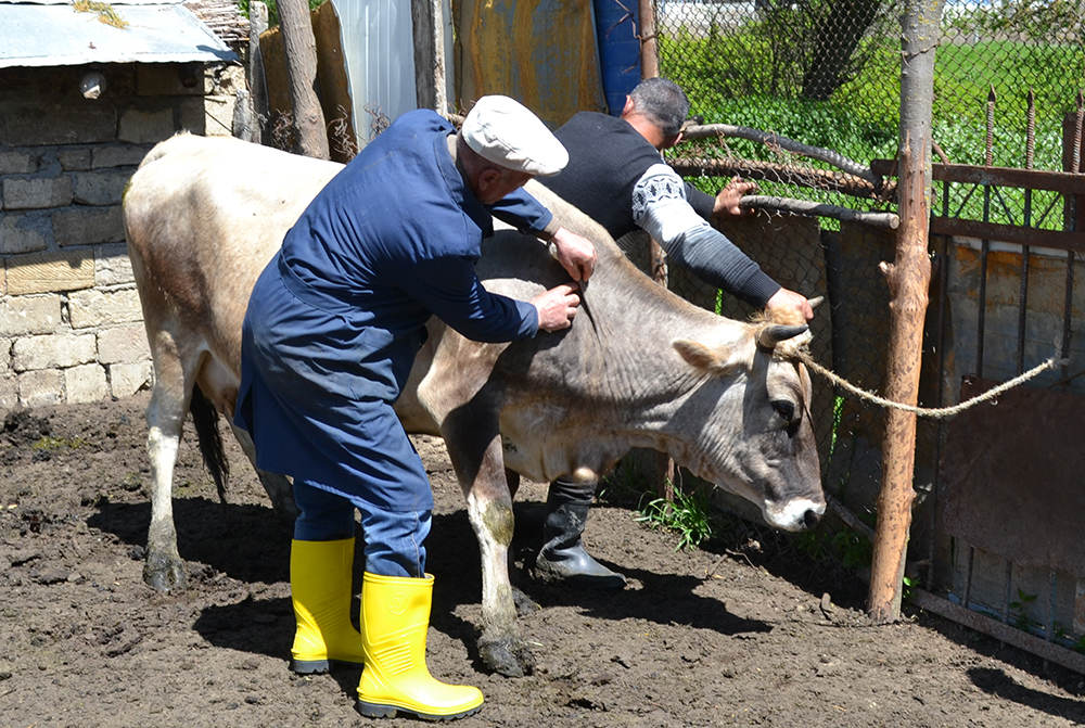 Təhlükəli xəstəliklərə qarşı aparılan profilaktik tədbirlər davam etdirilir FOTO
