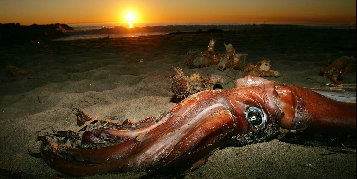 the-mysterious-legendary-giant-squid-s-genome-is-revealed