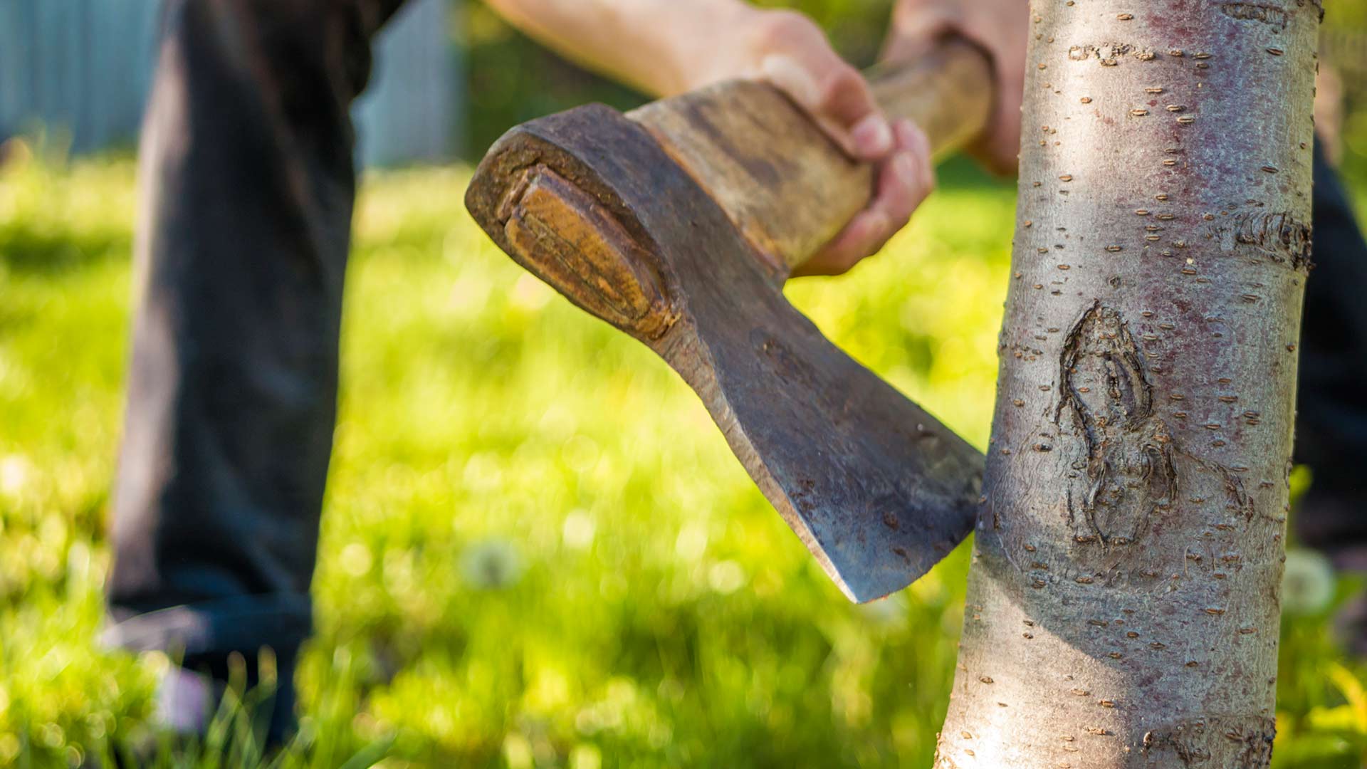 It was determined that the trees were cut illegally