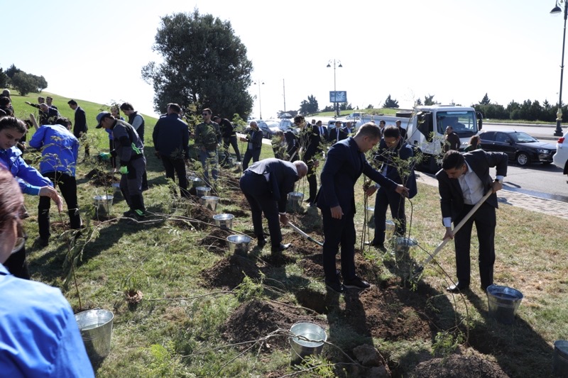 Another tree planting action was held in Baku