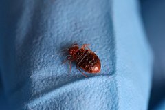 Do Russians send bed bugs to France?