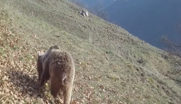 Russia's Far East introduces high-alert regime amid surge in bear encounters