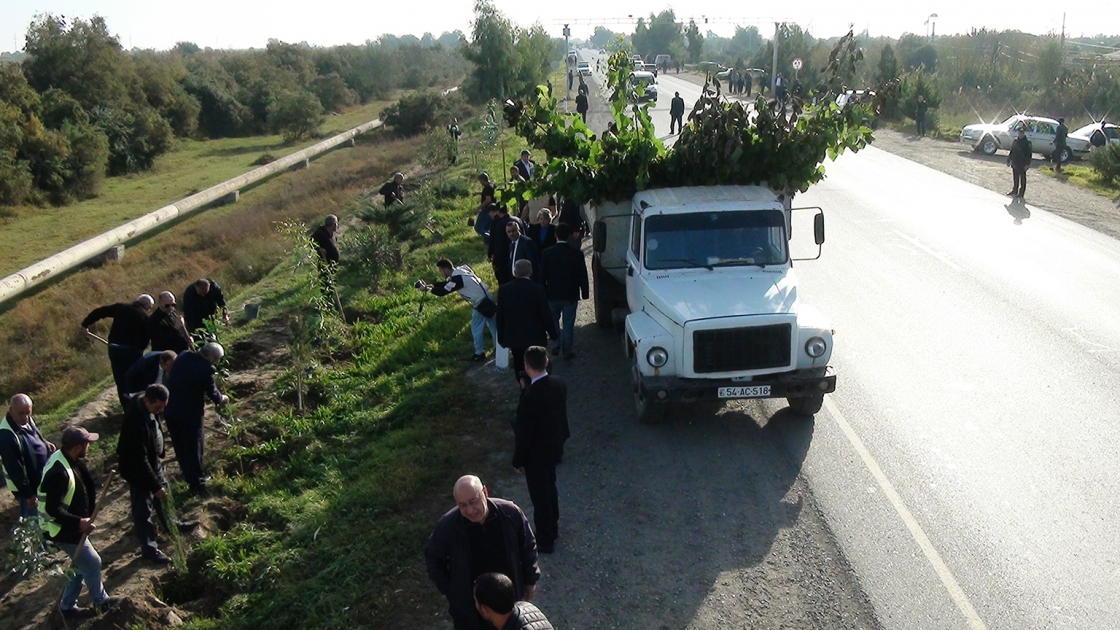 10 thousand trees were planted in Sabirabad on the occasion of Victory Day