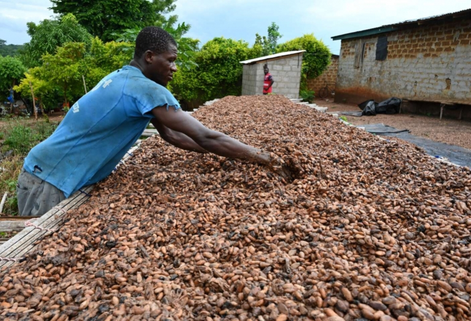 The reason for the huge drop in the price of cocoa has been revealed