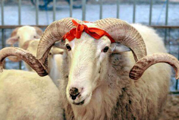 135 ünvanda qurbanlıq heyvanların satışı və kəsimi xidmətləri göstərilir