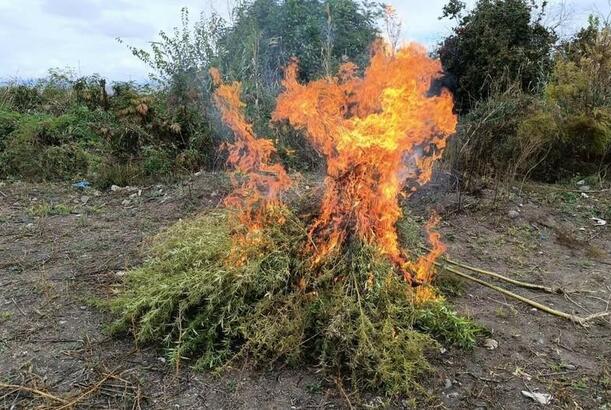 Kəlbəcərdə yabanı halda bitən 3 tondan artıq çətənə bitkisi məhv edilib