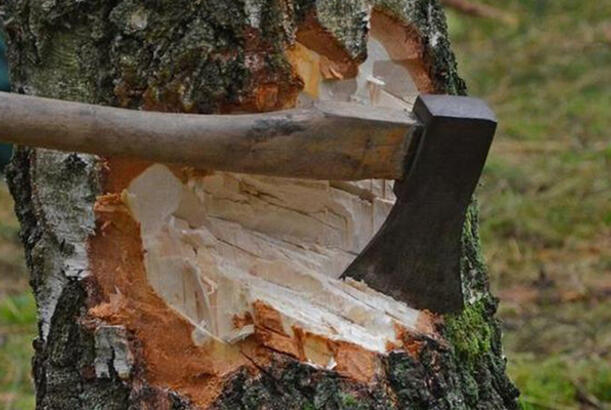 Ağacların qanunsuz kəsiminə görə yaşıllıqlara 75 min manatdan çox ziyan dəyib