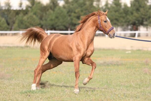 Shusha hosts parade for Karabakh horses