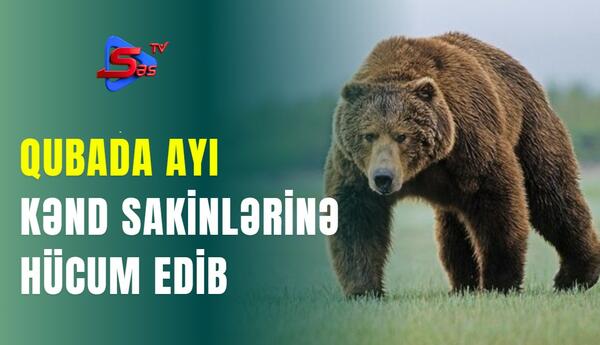 Qubada ayı kənd sakinlərinə hücum edib