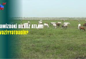 Ölkəmizdəki dilboz atları nə vəziyyətdədir?