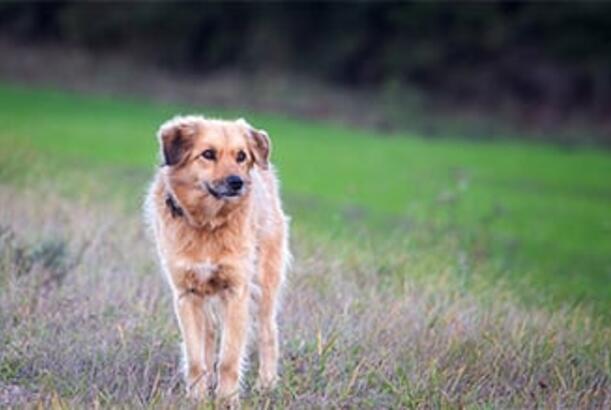 Belarus it vergisini artıracaq...