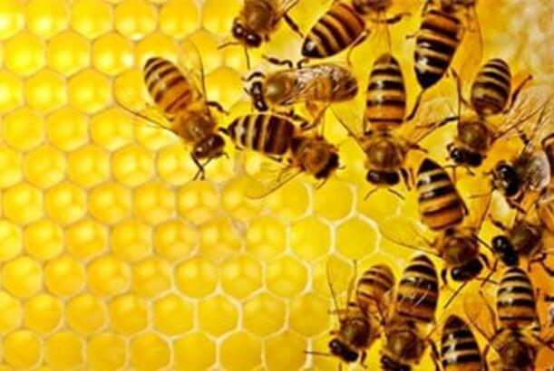 Arıların “saray çevrilişləri” barədə eşitmisinizmi..?