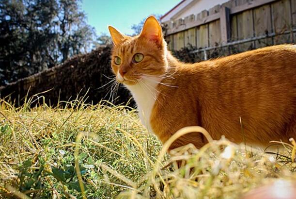 Niyə pişiklər və itlər bəzən ot yeyirlər?