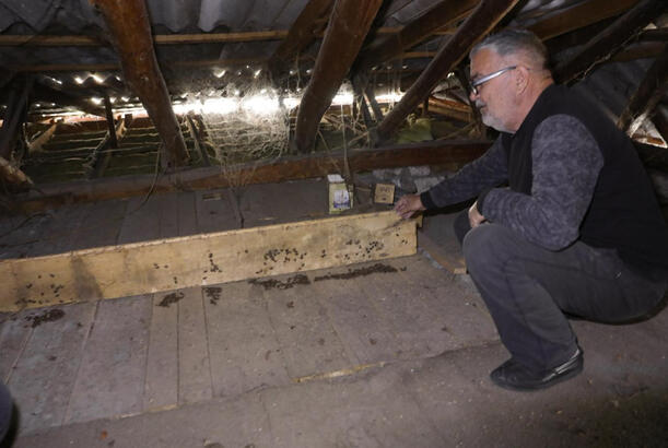 Zaqatalanın 7 kəndində qəhvəyi mərmər bağacığına qarşı mübarizə tədbirləri aparılıb - FOTOLAR