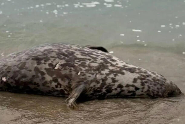 Xəzər sahilində ölü suitilər aşkar edilib