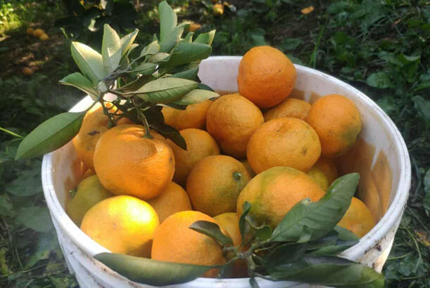 Astara naringisi Rusiya bazarlarına göndərilir - FOTOLAR