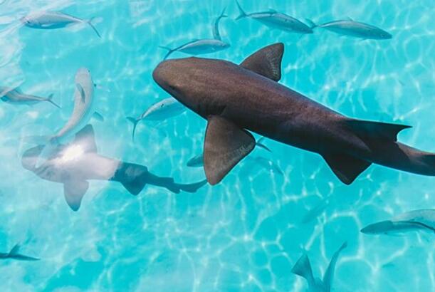 Köpəkbalıqları niyə su altında çevrildikdə donur?