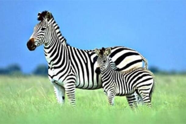 Niyə insanlar zebralara minmirlər?