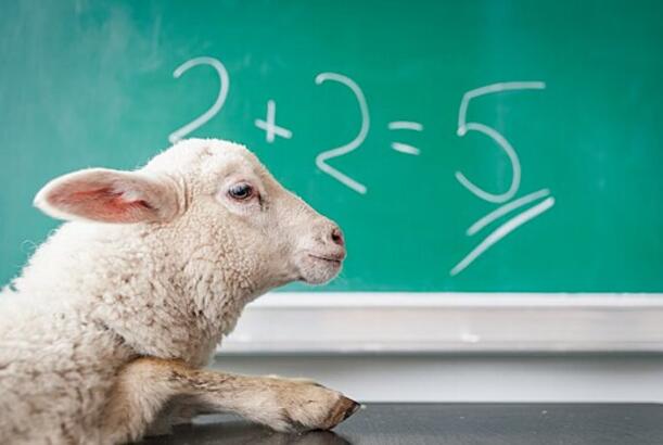 Heyvanlar riyaziyyatdan istifadə edə bilirlərmi?