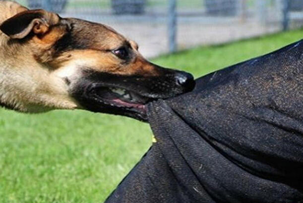 Sahibsiz itlər Şəki sakinlərinə xəsarət yetirib