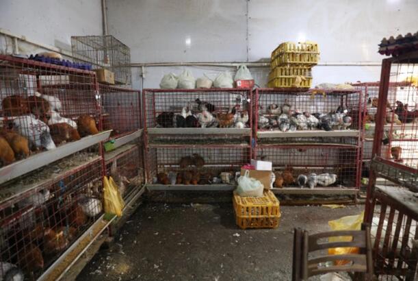 "8-ci km" bazarında quş kəsimi yerinin fəaliyyəti dayandırılıb - FOTOLAR