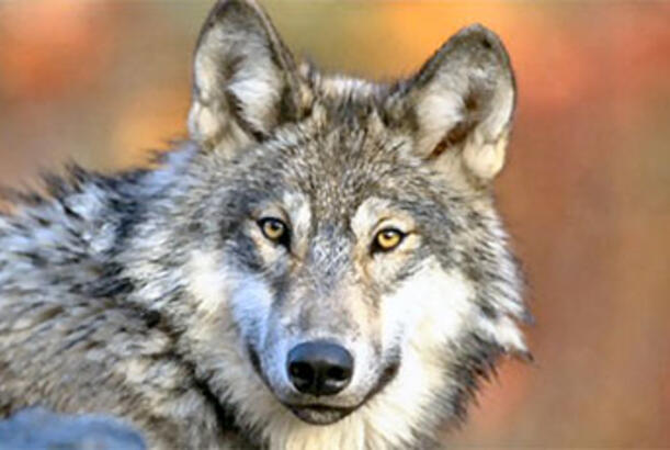 Alimlər əksər it cinslərində canavar DNT-sini kəşf ediblər…