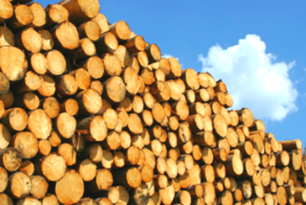 Rusiyanın meşə təsərrüfatı sənayesi çökür...