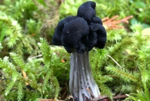 Çernobılda yeni bir həyat forması kəşf edilib…