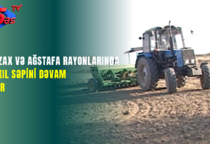 Qazax və Ağstafa rayonlarında taxıl səpini dəvam edir