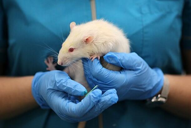 Siçovullara atəş açmaq öyrədildi...