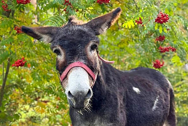 Niyə eşşək Jorik Kamerun keçiləri ilə birlikdə yaşamalıdır?