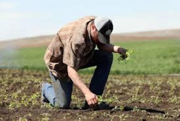 "Gənclər kənd təsərrüfatını yüksək riskli və qeyri-sabit gəlirli sahə kimi görür" - İQTİSADÇI DANIŞDI