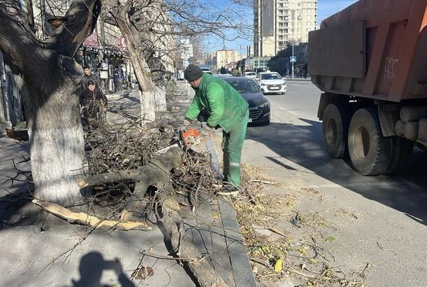 Bakıda güclü külək nəticəsində 8 ağac sınıb