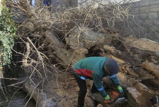 Bakıda güclü külək nəticəsində aşan ağacın fəsadları aradan qaldırılıb - YENİLƏNİB