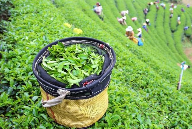 Gürcüstanın Azərbaycandan çay alışına çəkdiyi xərci 3 dəfə artıb