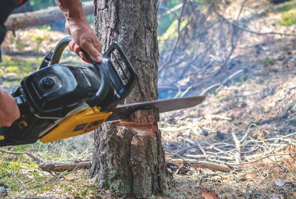 Xırdalanda ağacların kəsilməsi faktı araşdırılıb