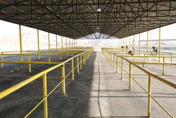 Göyçaydakı heyvan satışı bazarının yaxın günlərdə açılışı olacaq - FOTOLAR