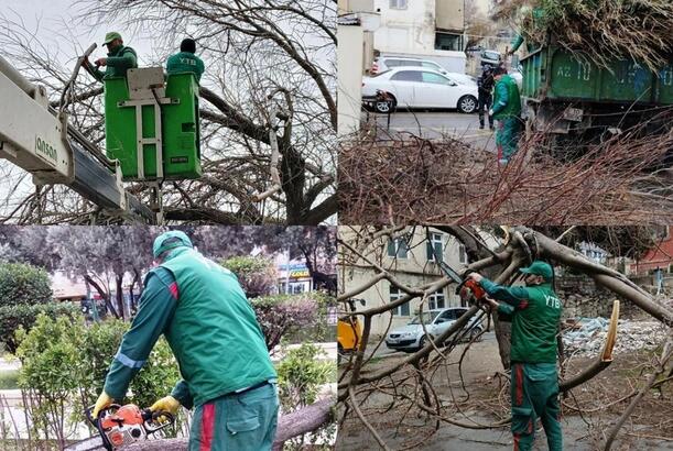Bakıda güclü külək nəticəsində 6 ağac aşıb