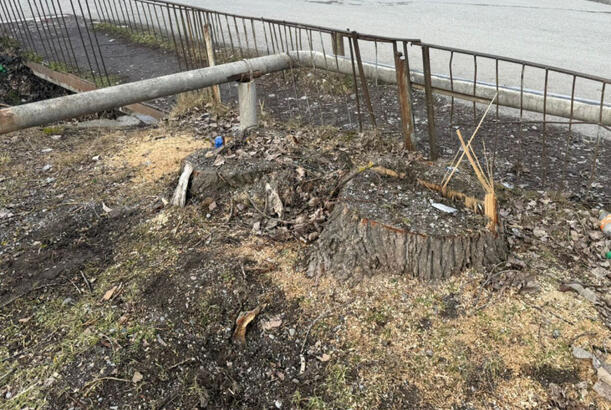 Oğuzda qanunsuz ağac kəsiminə görə cinayət işi başlanılıb