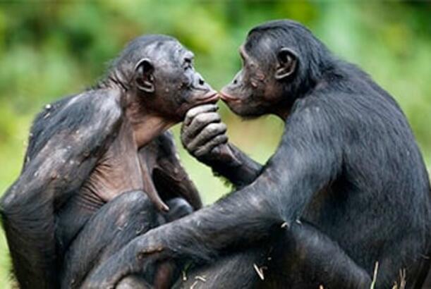 Meymunlar “daxili məlumat” mübadiləsini necə həyata keçirirlər?