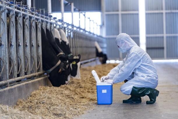 İri və xırdabuynuzlu heyvanlar peyvəndlənir - Dövlət Agentliyi