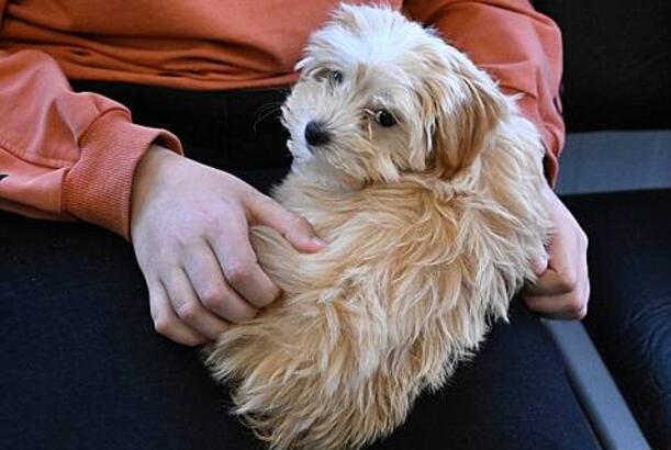 Keşiş ruslara pişik və itlər üçün dua etməyi məsləhət gördü...