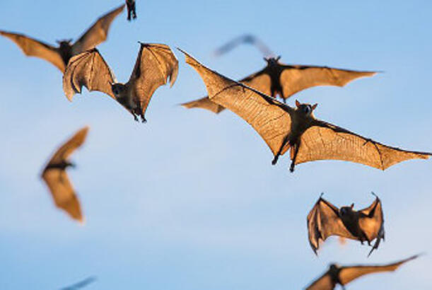 İnsanlar yarasalara, delfinlərə və bəzi quşlara nə ilə bənzəyirlər?