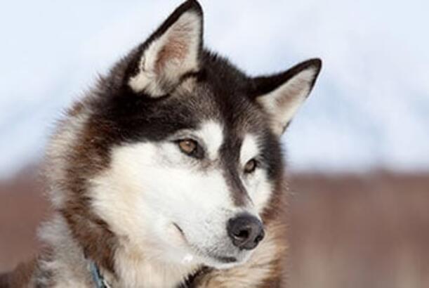 Ukraynadakı müharibə itlərin tərs təkamülünə səbəb olub...