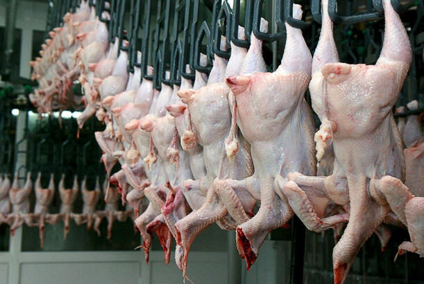 Türkiyədə toyuq ixracına qadağa, daxili bazarda qiymət artımına səbəb olacaqmı? - EKSPERT DANIŞDI