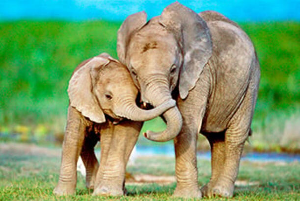 Alimlər: “Fillərin əslində heyrətamiz bığları var...”