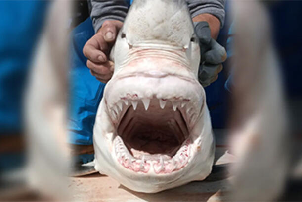 Aralıq dənizində heç kimin bilmədiyi ağ köpəkbalıqları dəstəsi yaşayır...